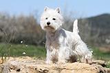 WESTIE 186